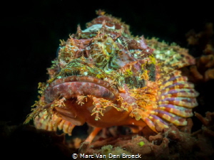 biglips by Marc Van Den Broeck 